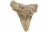 Serrated Angustidens Tooth - Megalodon Ancestor #202392-1